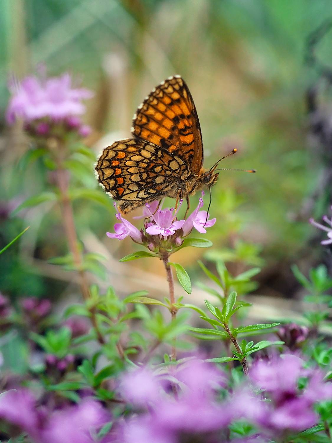 , Сергей Калёв