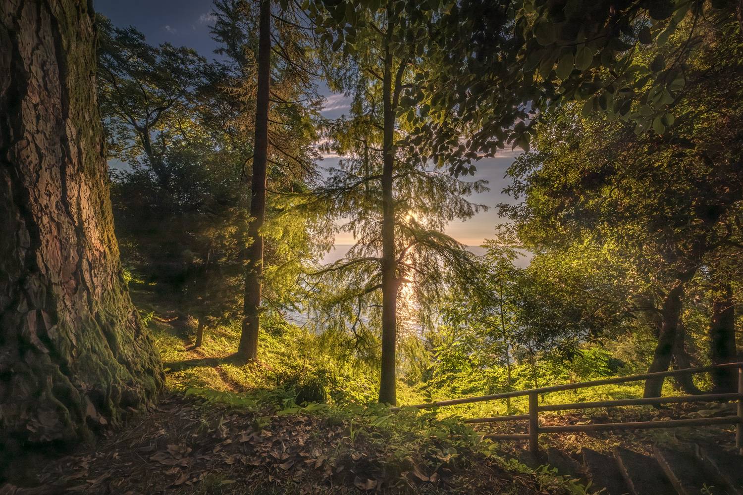 batumi, botanical, garden, sunset, green, sunlight, trees, wood, nature, park, giants, landscape, scenery, travel, outdoors, georgia, adjara, sakartvelo, chizh, Чиж Андрей