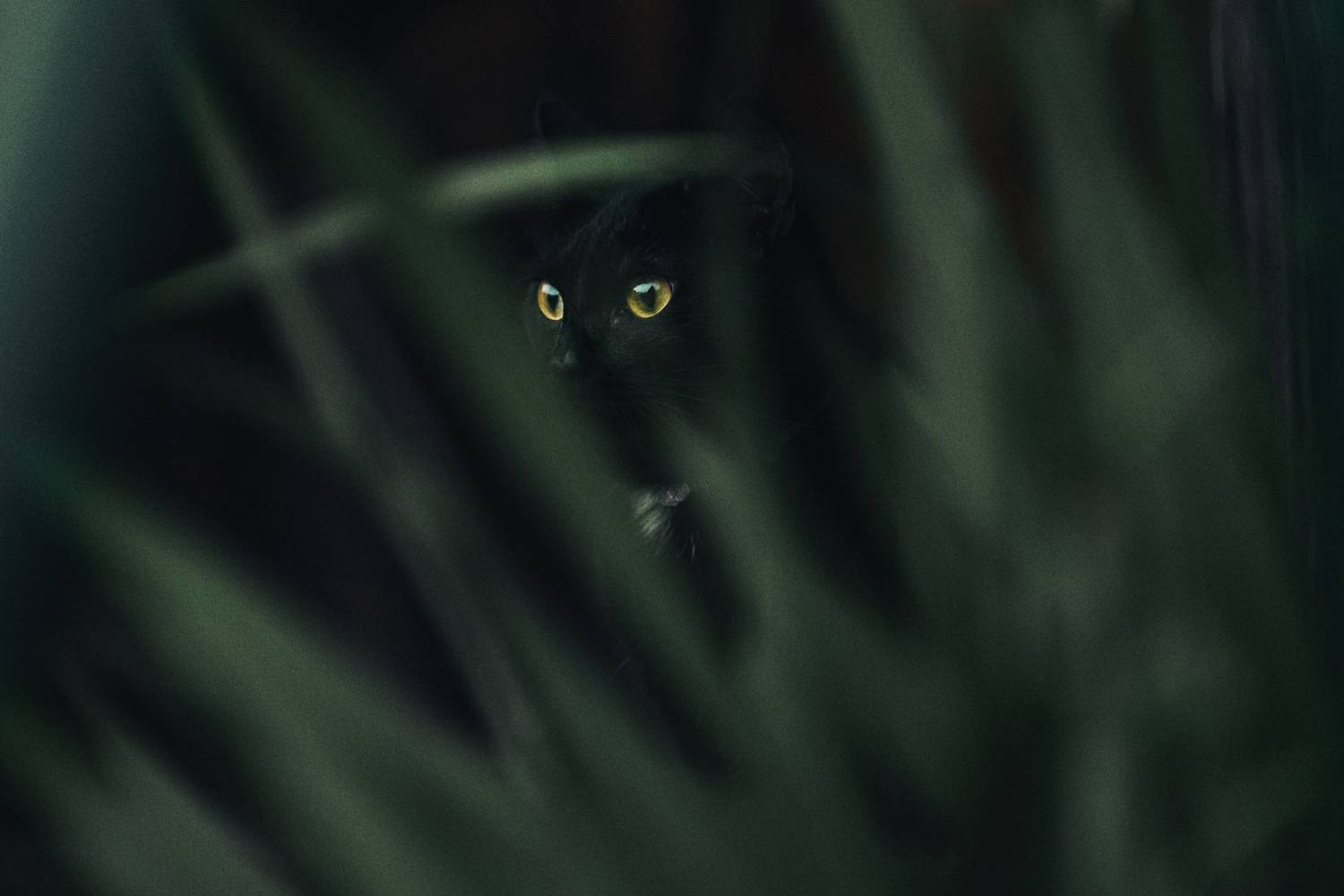 кошка, глаза, животные, животный мир, Анисимова Ольга Леонидовна