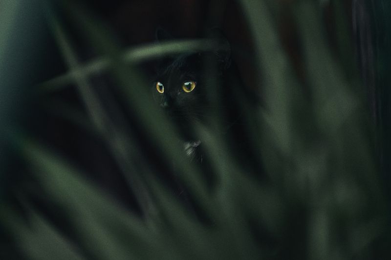 кошка, глаза, животные, животный мир Эти глаза напротив) фото превью