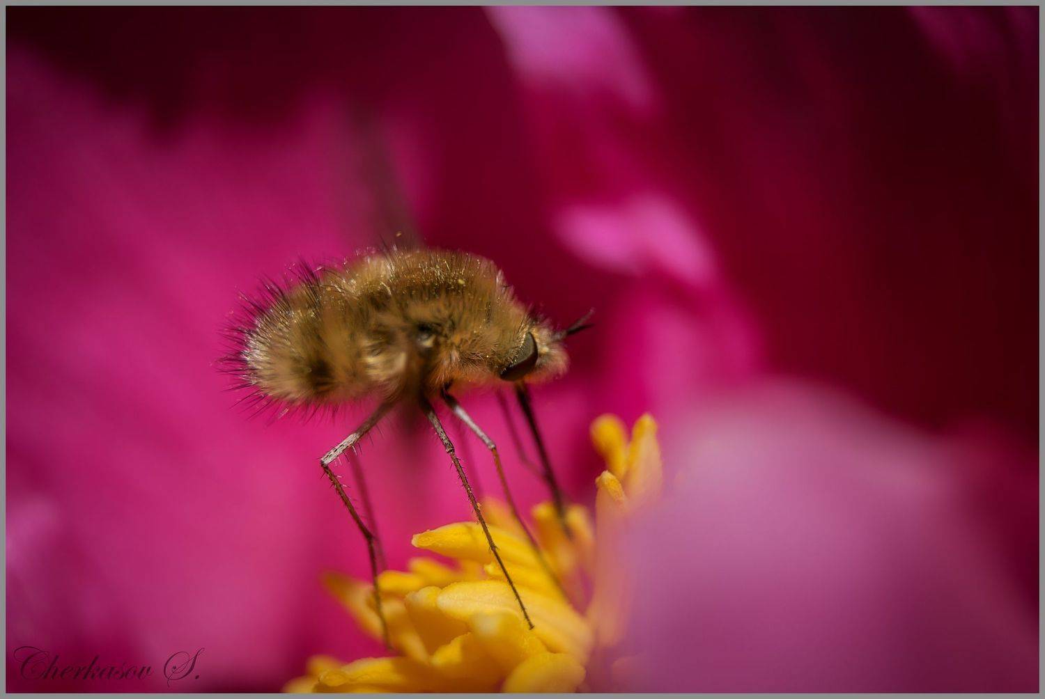 , Черкасов Сергей
