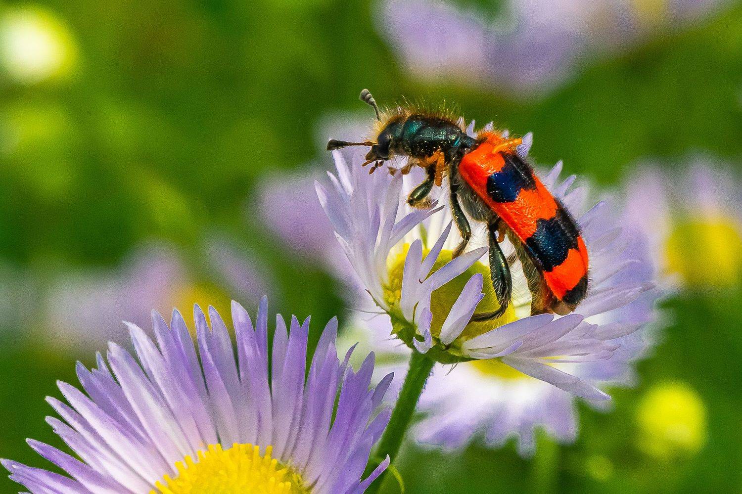 лето, июль, жук, пестряк, пчеложук,, Николай Бологов