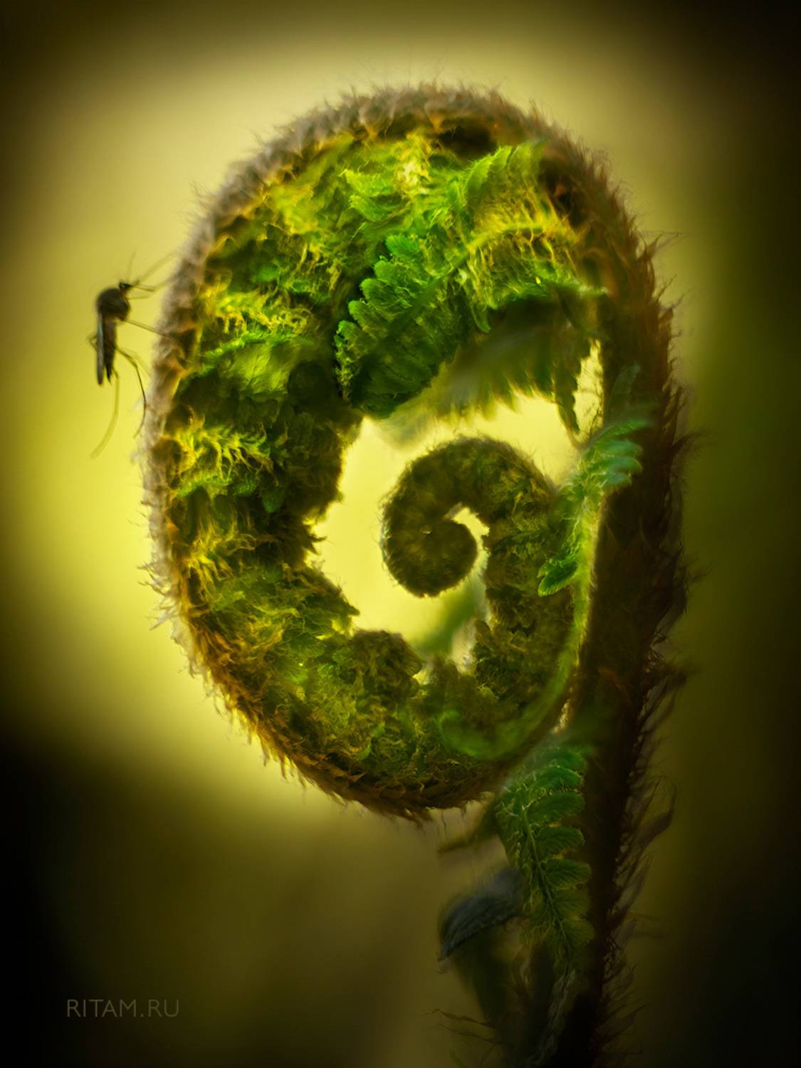 , Ритам Мельгунов