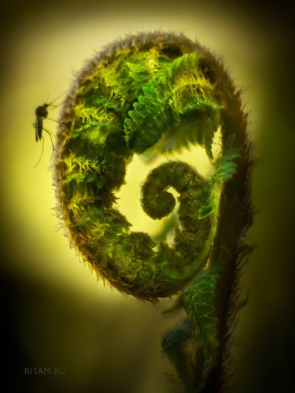 Сон слона, вызванный полетом москита за секунду до пробуждения фото превью