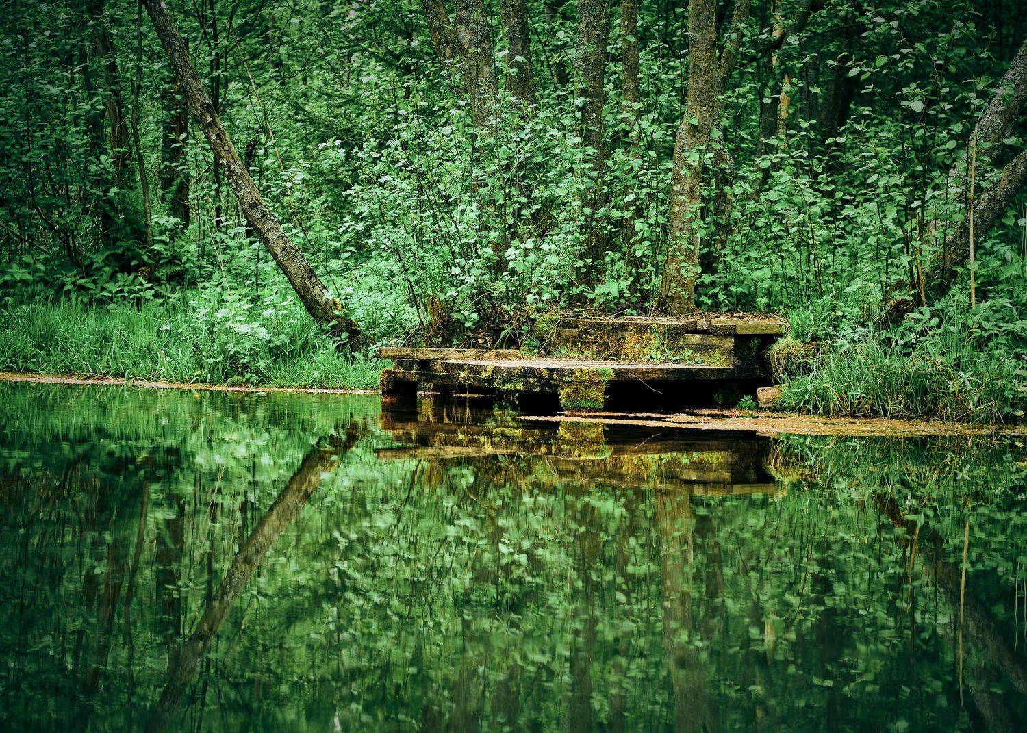 тверская область, мшенцы, бологовский район, родник, лес, отражение, святой источник, зелень, река алешинка,, Байдуков Александр