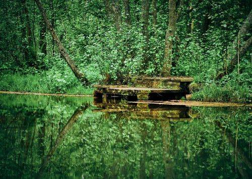 Лесной родник