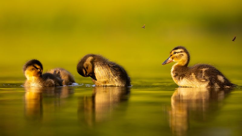 Hygiena фото превью