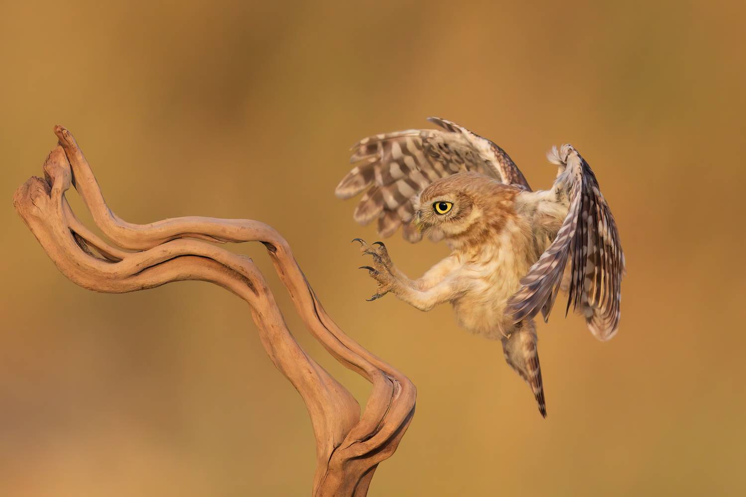 , Фруман Евгений