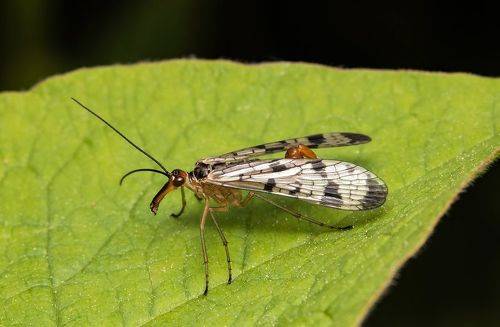 Panorpa communis