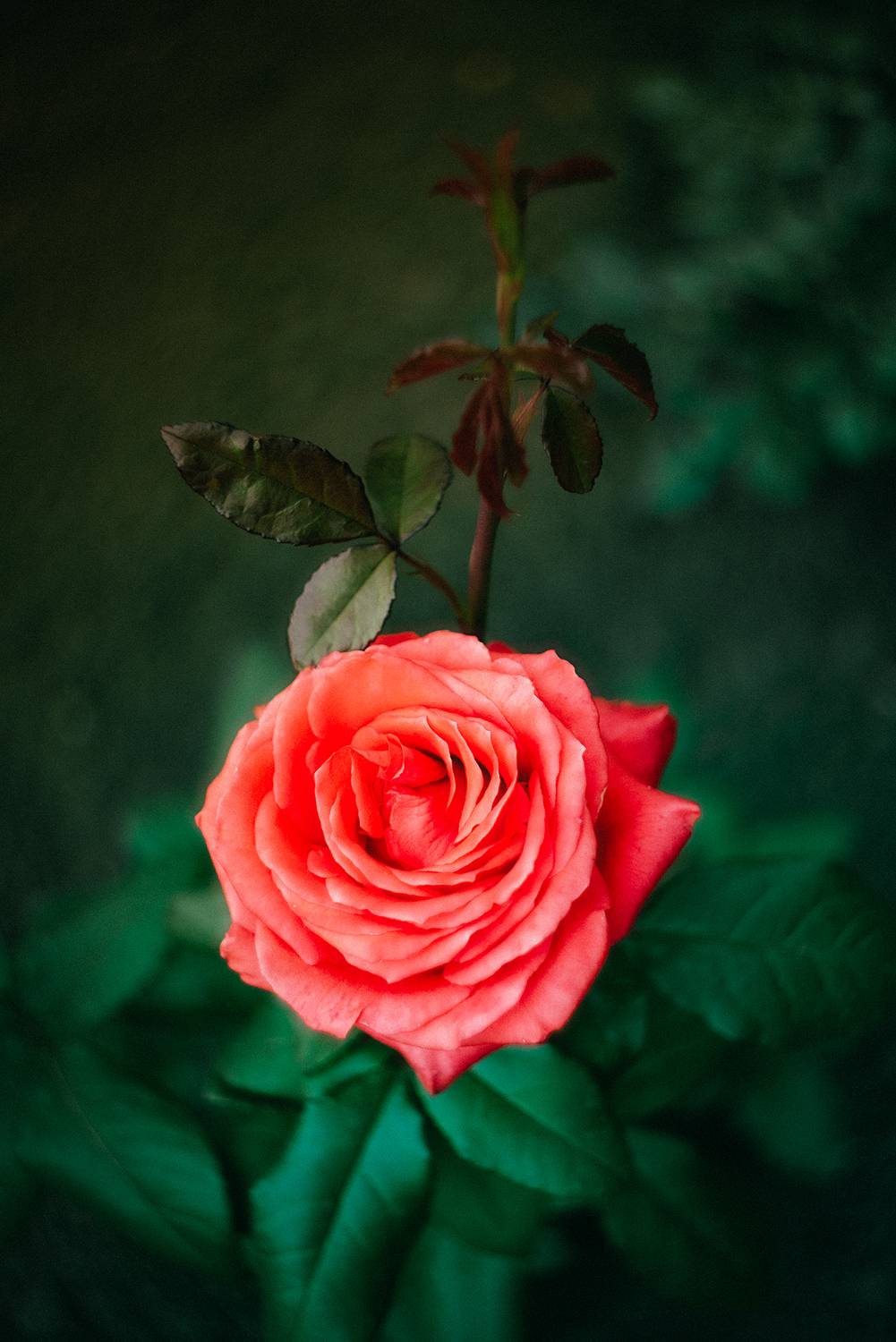 цветы природа лето розы лилии flowers nature fauna summer roses lilies, Дзюба Нелли