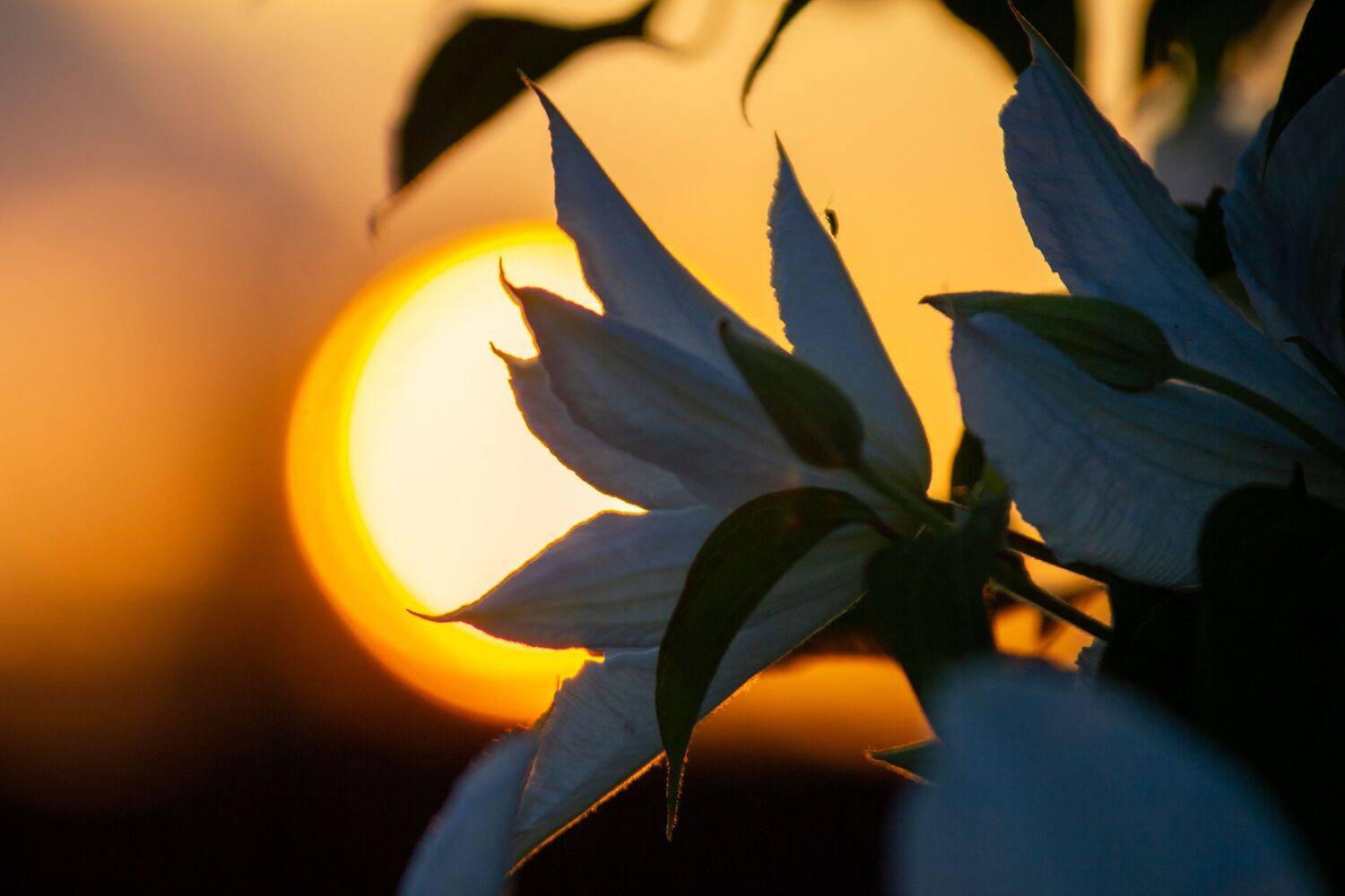 , Сергей Фаренюк