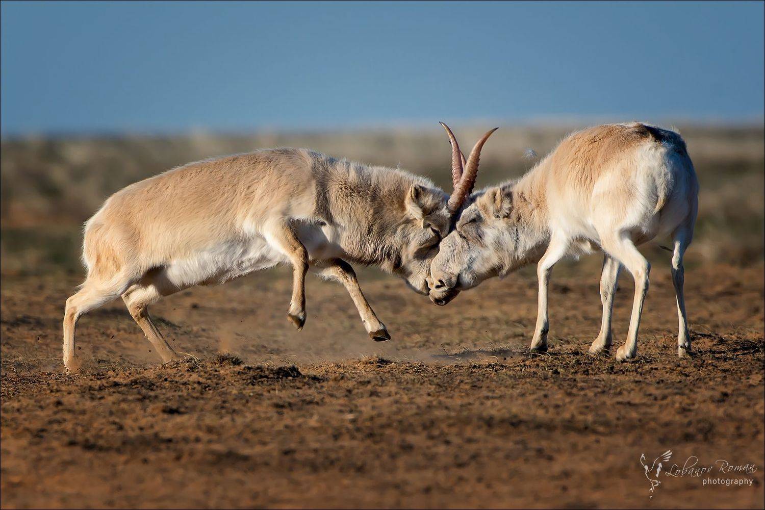 сайгак, степной, лобанов, пересвет, Роман Лобанов