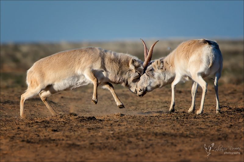 сайгак, степной, лобанов, пересвет * * * фото превью