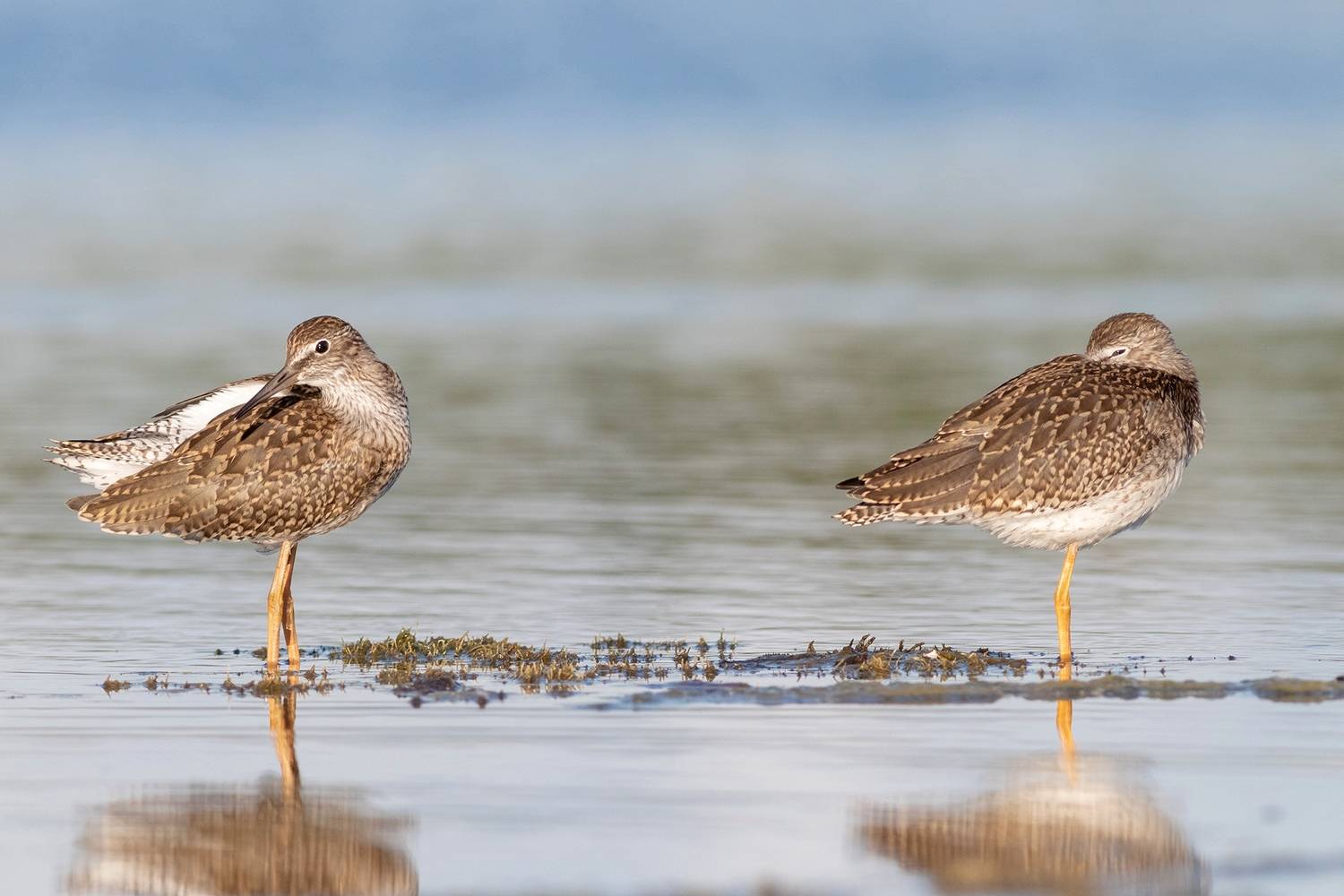 травник, птица, birds, redshank, птицы, фотоохота, хотча, Павел Краснослободцев
