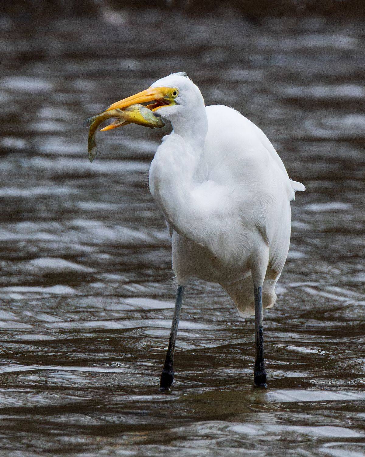 , Леонид Дьяченко