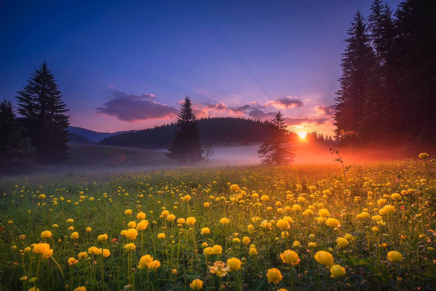 , Mariyana Atanasova - Lucero