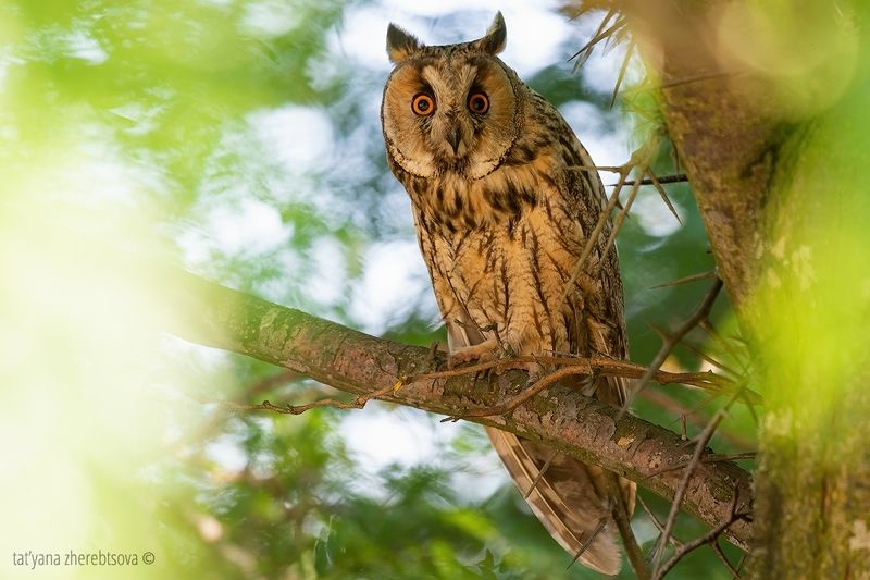 Ушастые совы фото превью
