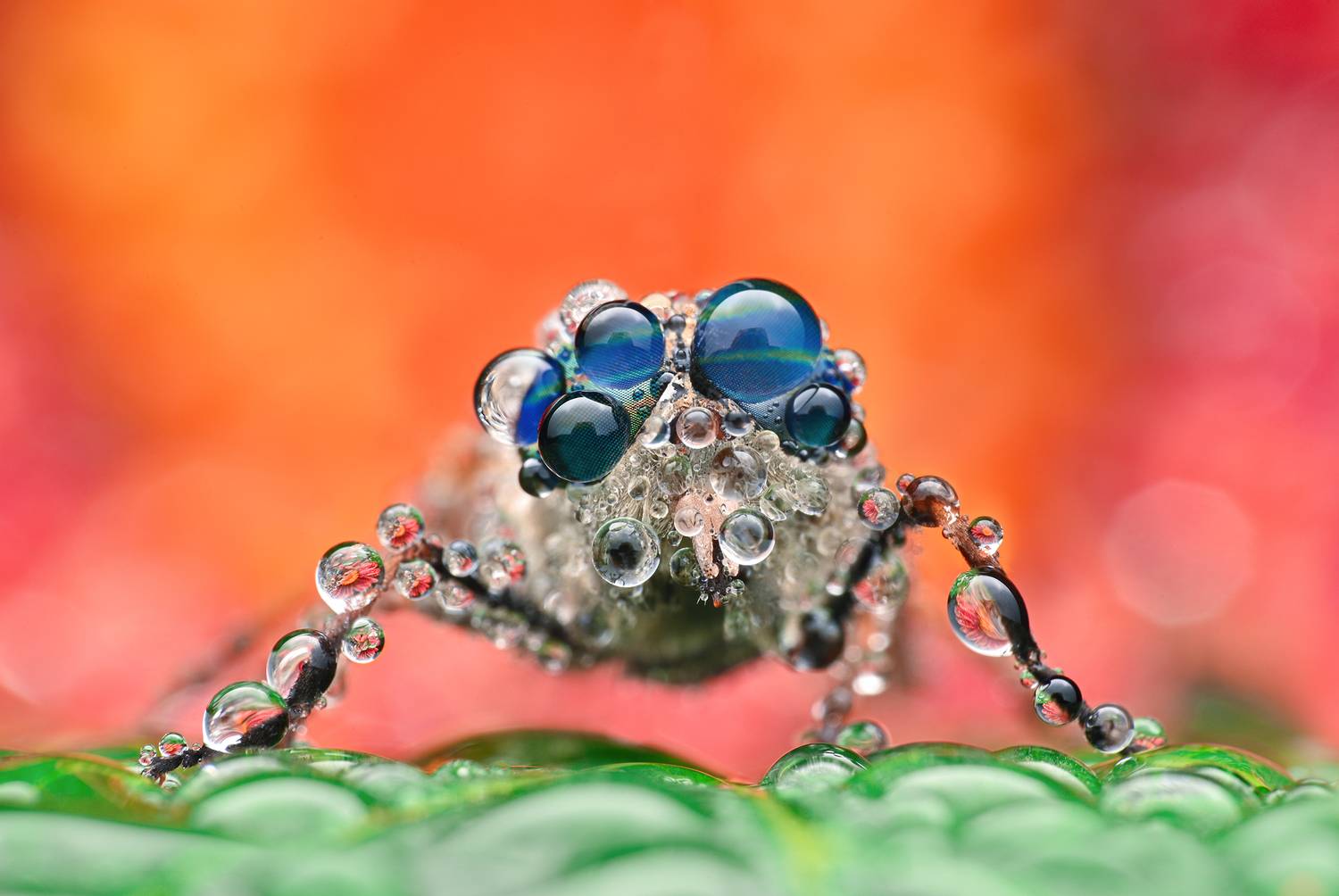 ceclii, macro, Ganev Tsvetan