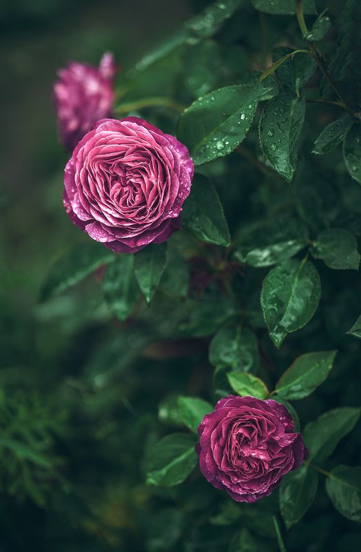 ... фото превью