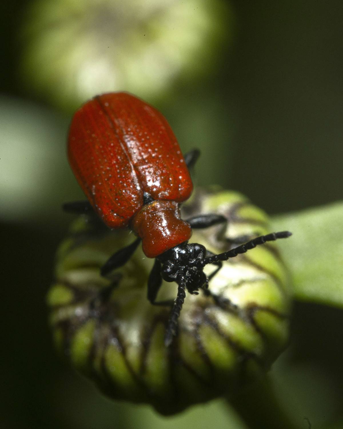 , Марина Кулакова