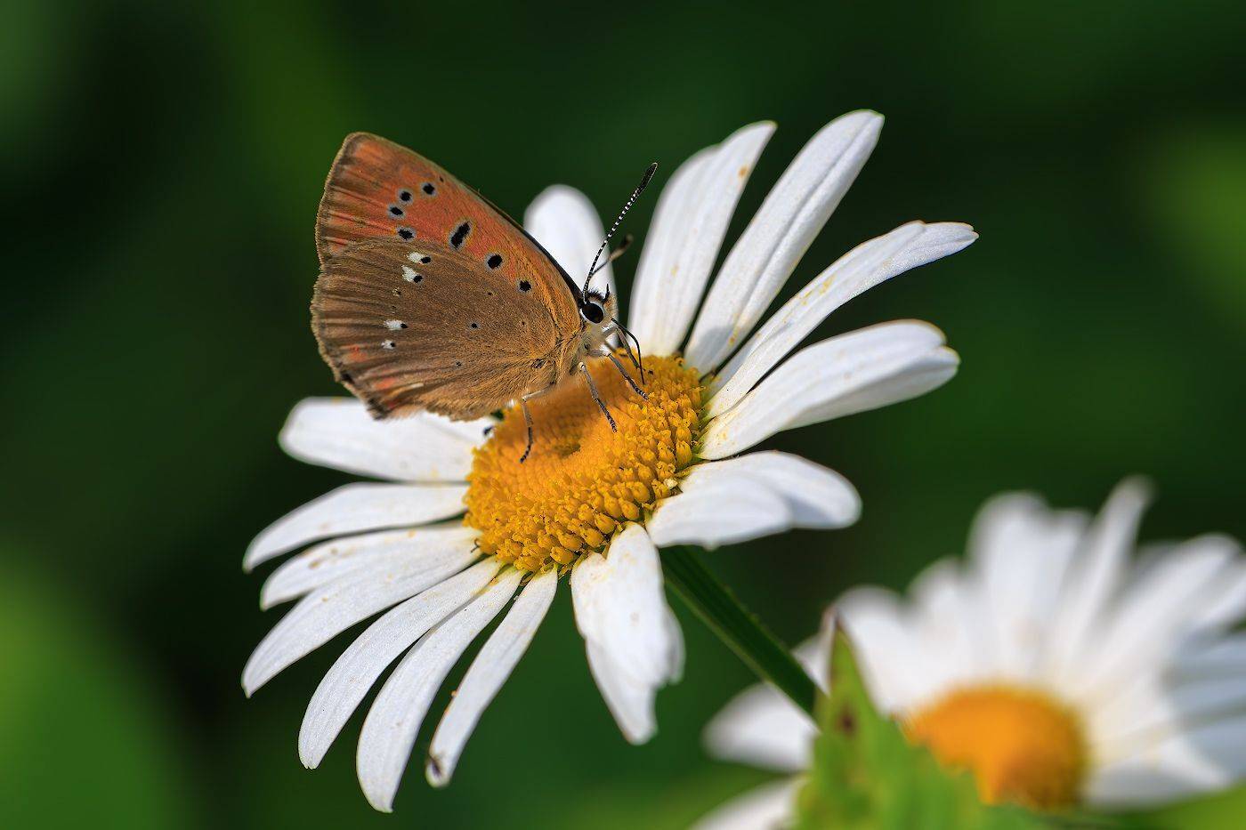 насекомые,бабочка,голубянка, червонец, огненный, цветы, ромашка, лето, Борис Новиков