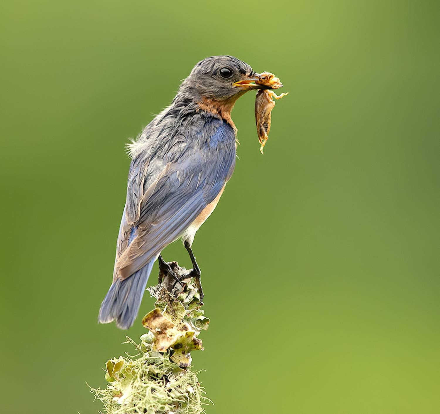 восточная сиалия, eastern bluebird,bluebird, Etkind Elizabeth
