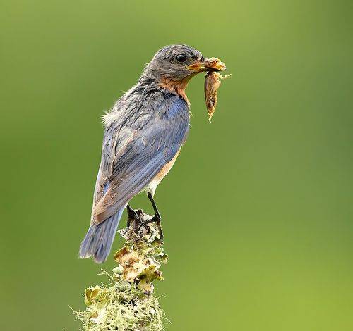 Eastern Bluebird, male -Восточная сиалия, самец
