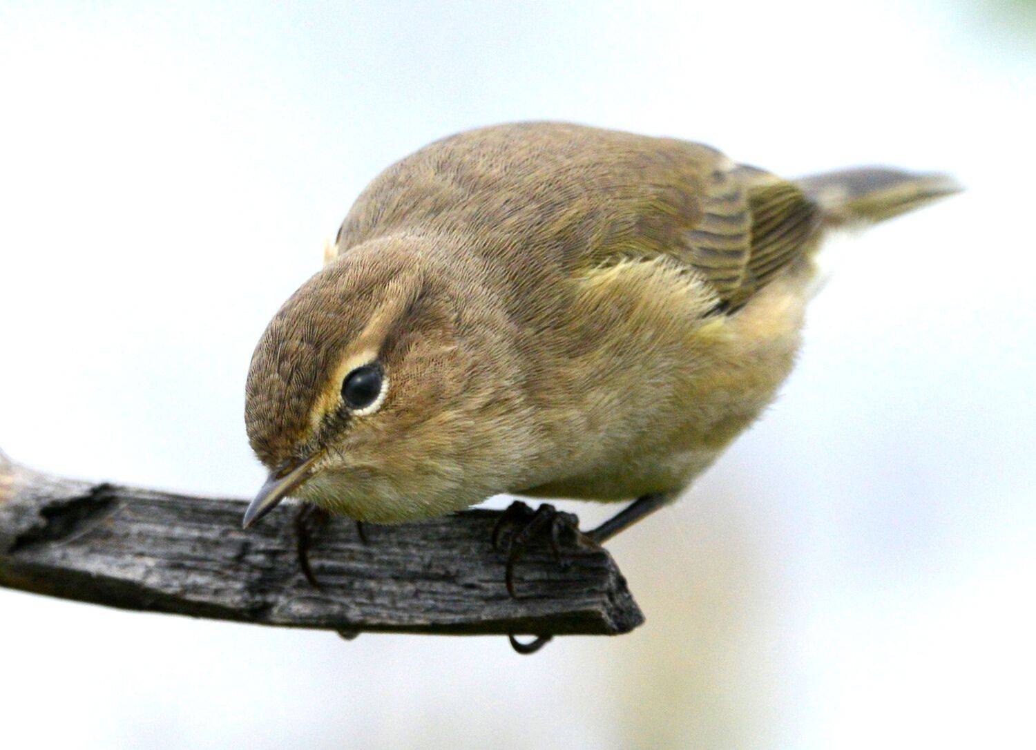 , Белоусов Михаил