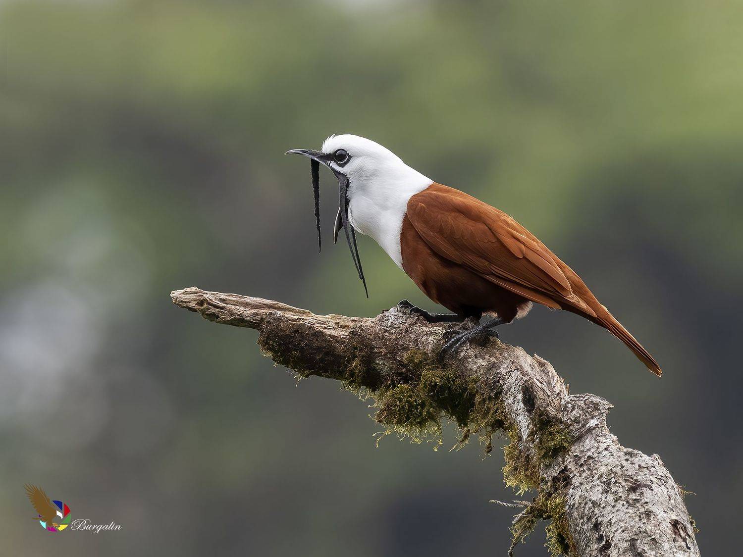 , Burgalin Sequeira Fernando