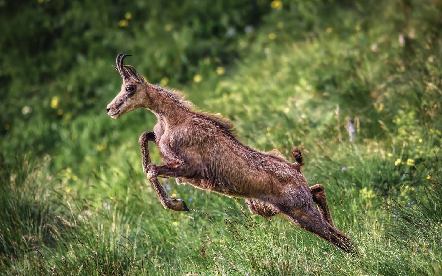 серна, Круль Александр