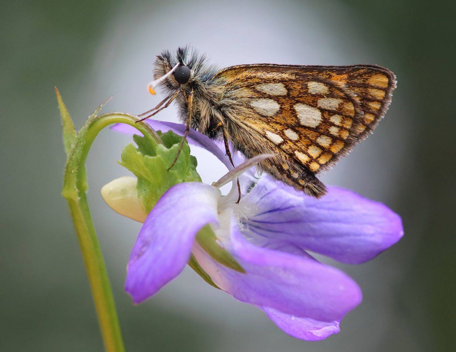 , Галина Горькавая