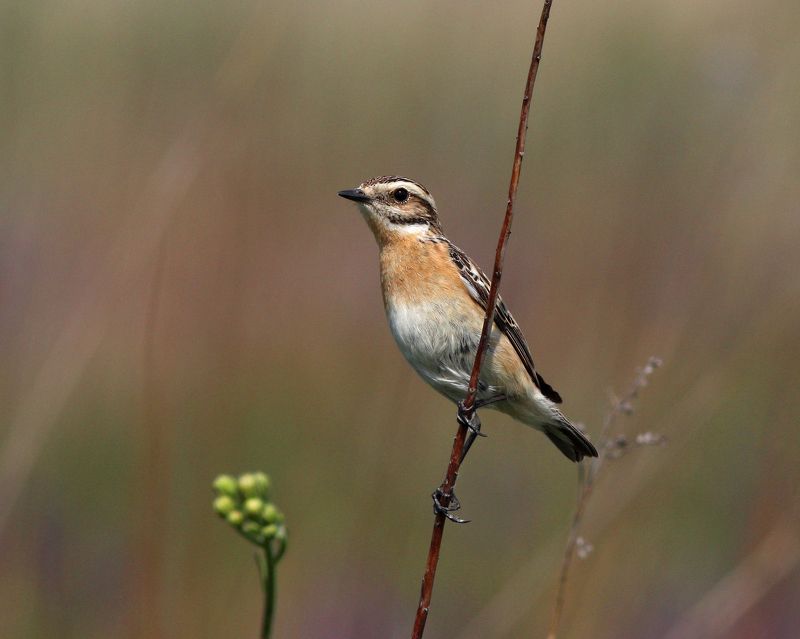 луговой чекан, saxicola rubetra, whinchat Луговые чеканы фото превью