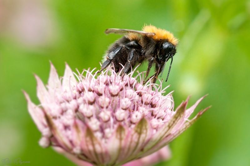 *** фото превью