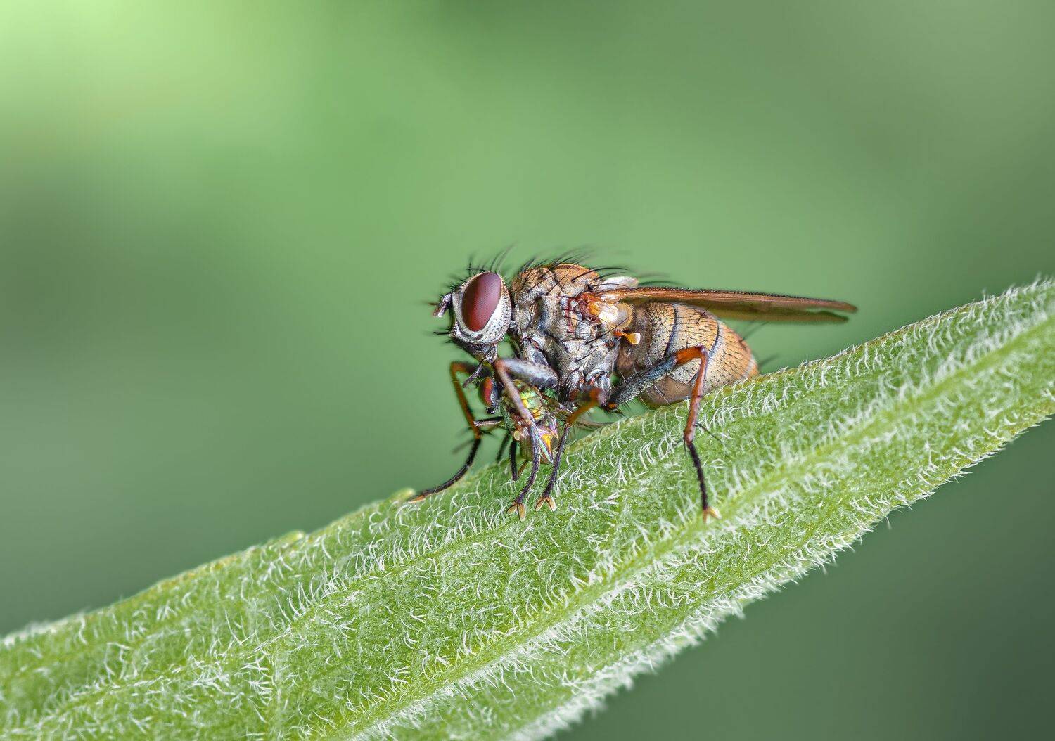 fly, insect, leaf, tiger fly, macro, bug, nature wild, robber fly, robber,, Atul Saluja