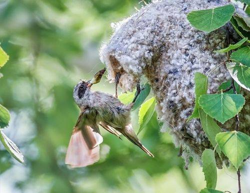 Ремез. Чистка гнезда с птенцами.
