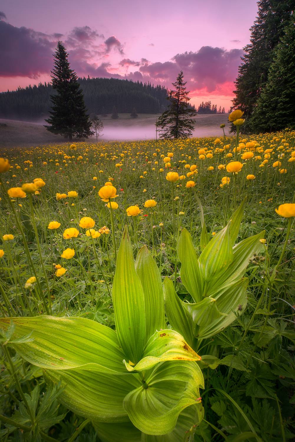 , Mariyana Atanasova - Lucero