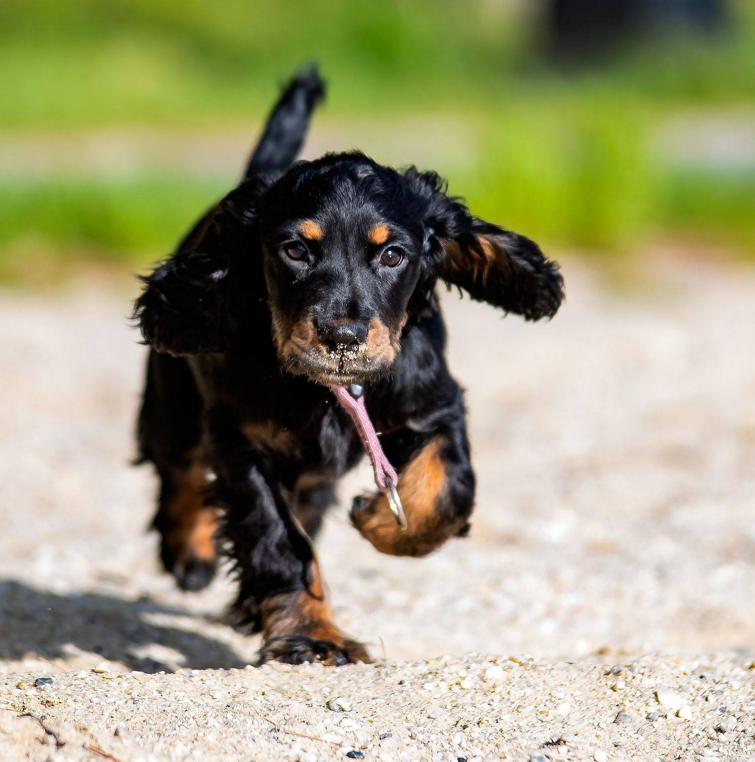 Ника, Denis Zakalyapin