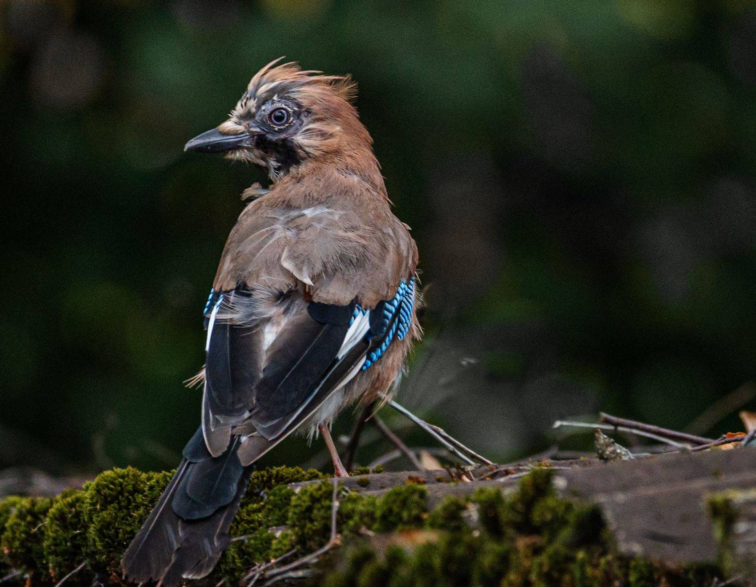 , Курлянцев Алексей