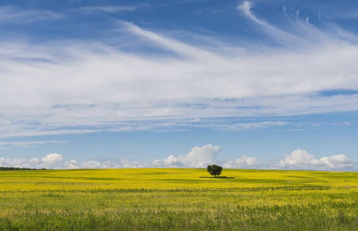 , Дмитрий Новоселов