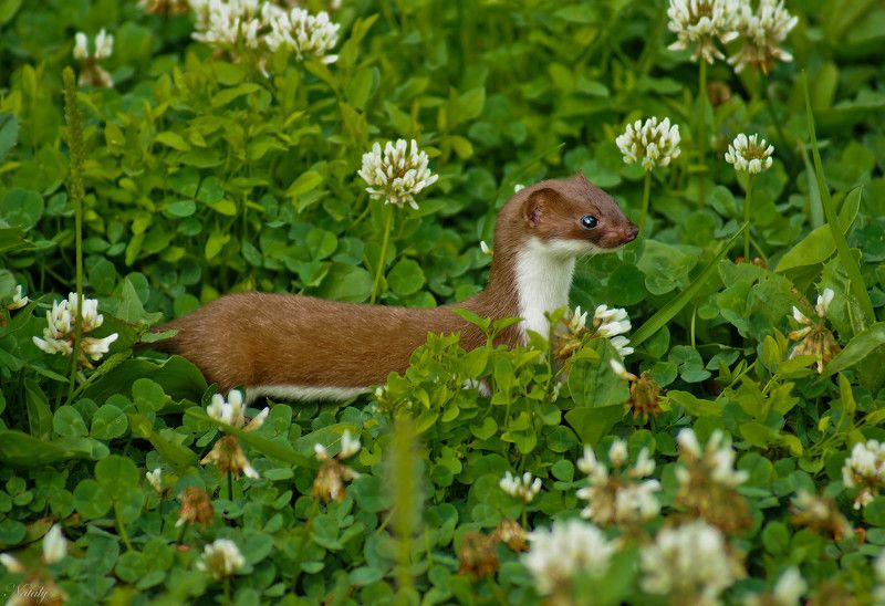 Ласка с трофеем фото превью