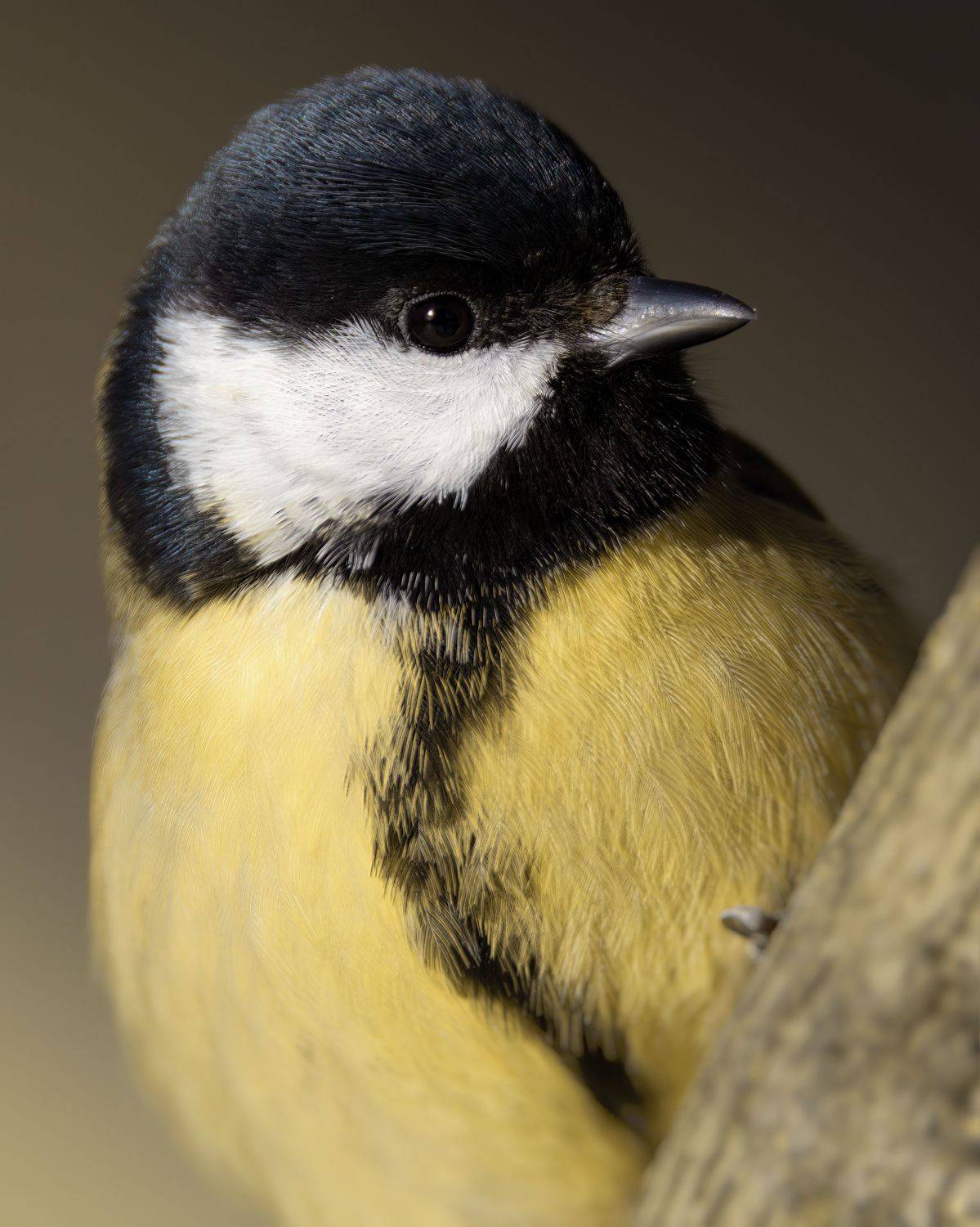 , Митин Дмитрий