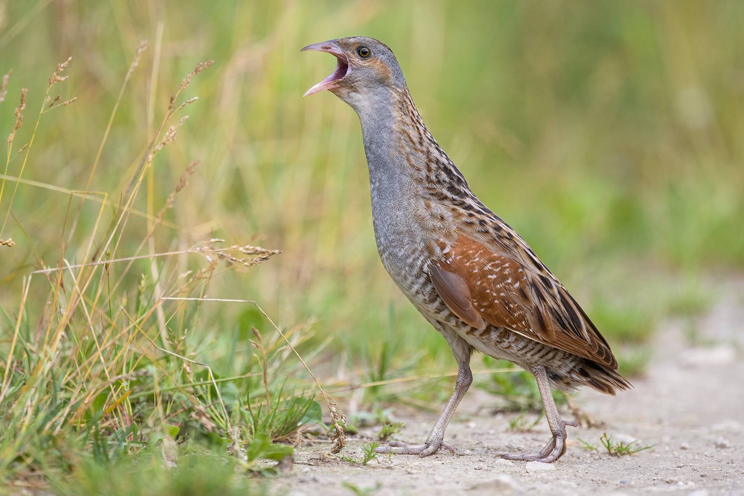 , Сумников Алексей