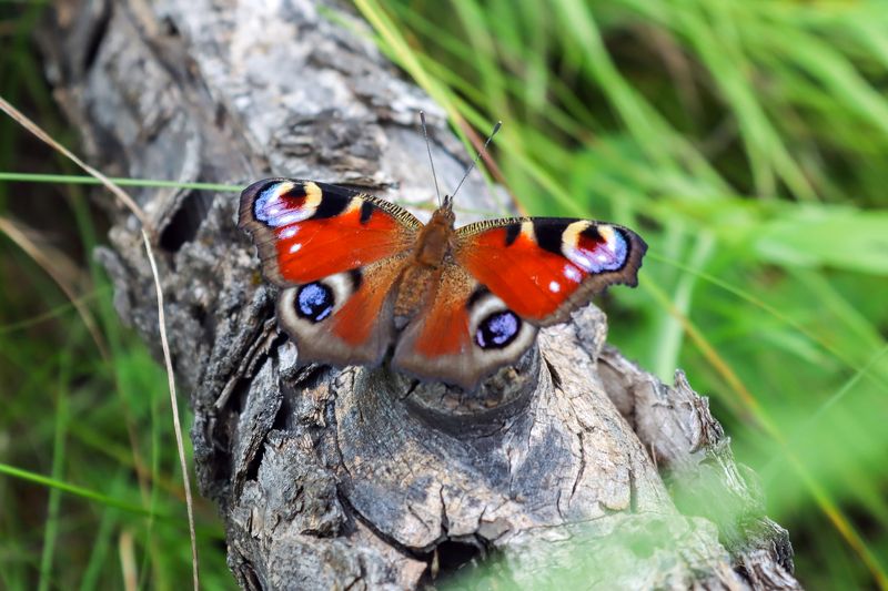 *** фото превью