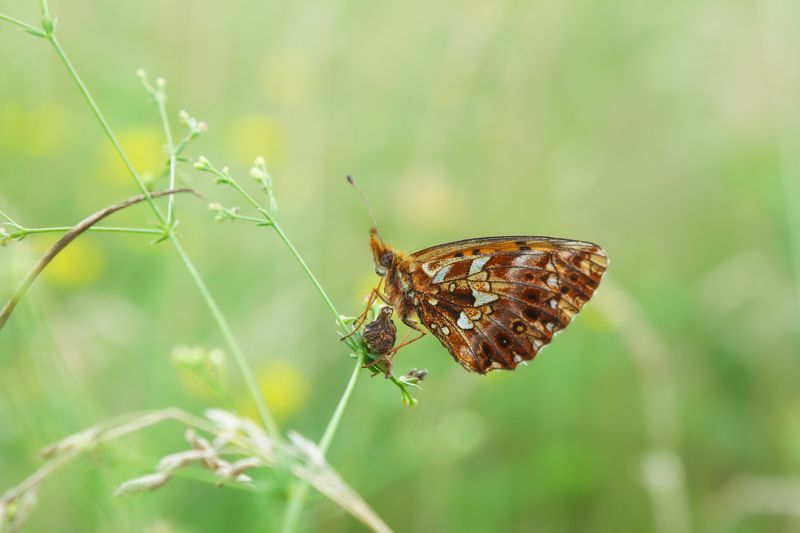 *** фото превью