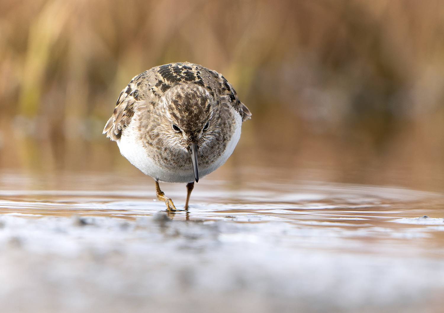 белохвостый песочник, птица, ямал, calidris temmincki, Павлов Дмитрий