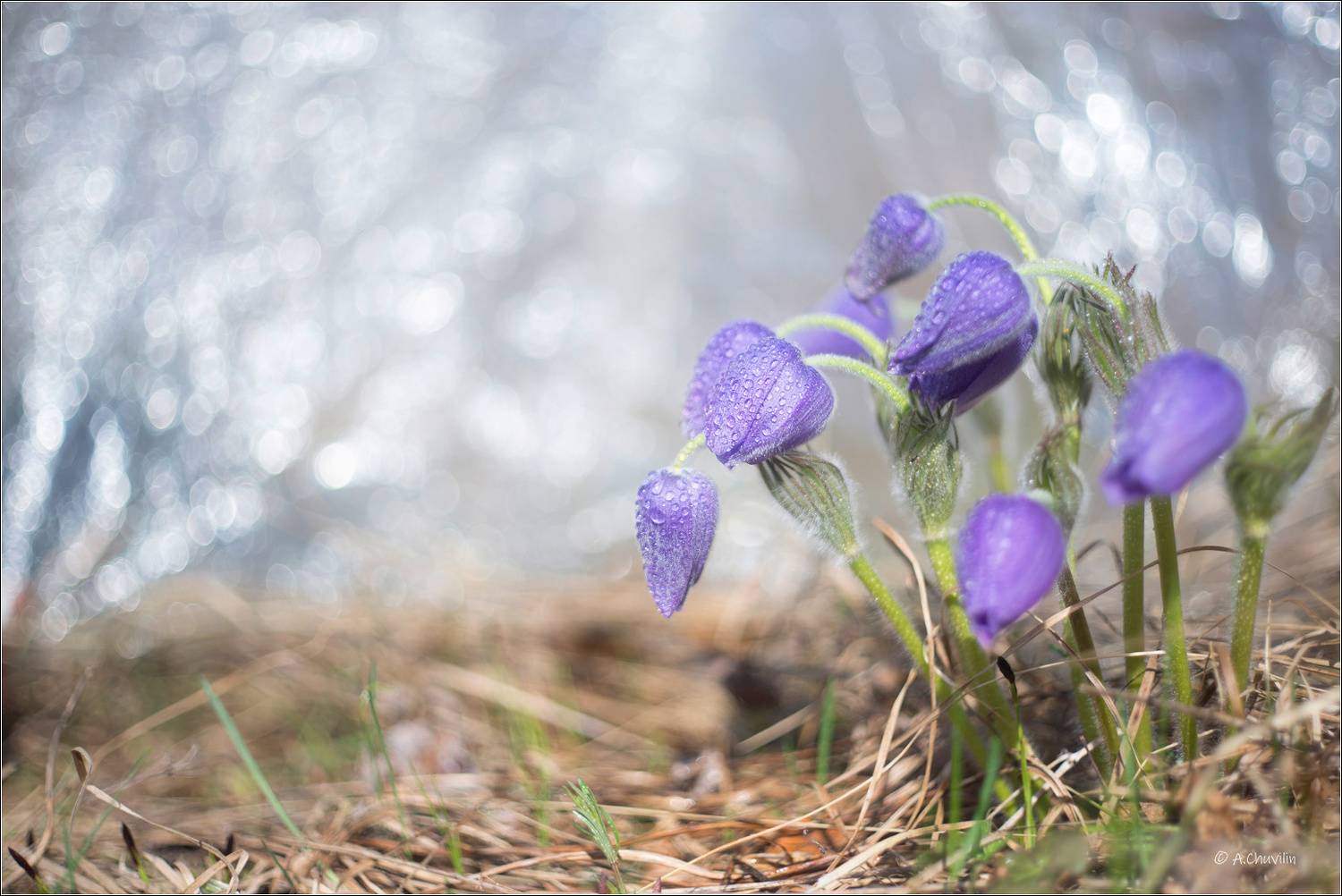 сон,трава, Александр Чувилин