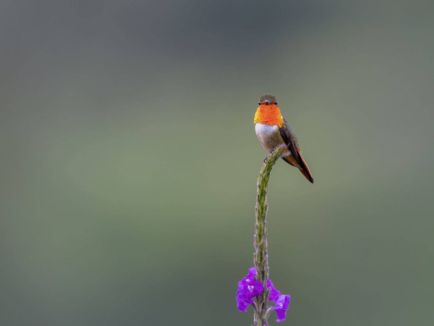 , Burgalin Sequeira Fernando