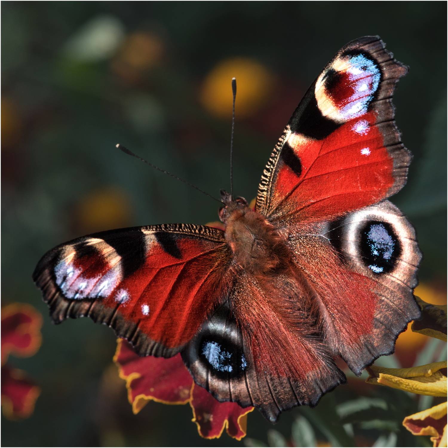 , Владимир Краснов