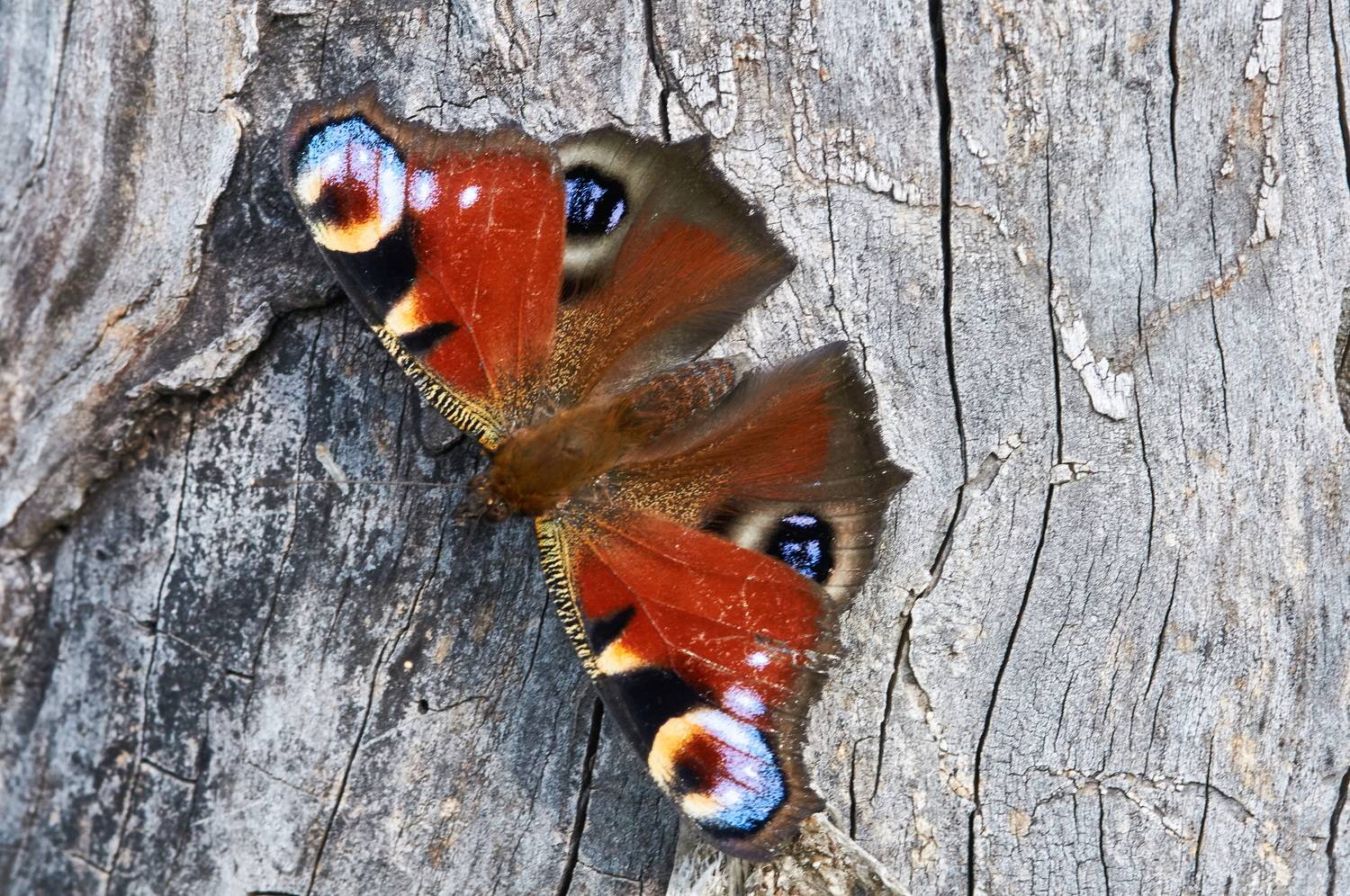 , Владимир Краснов