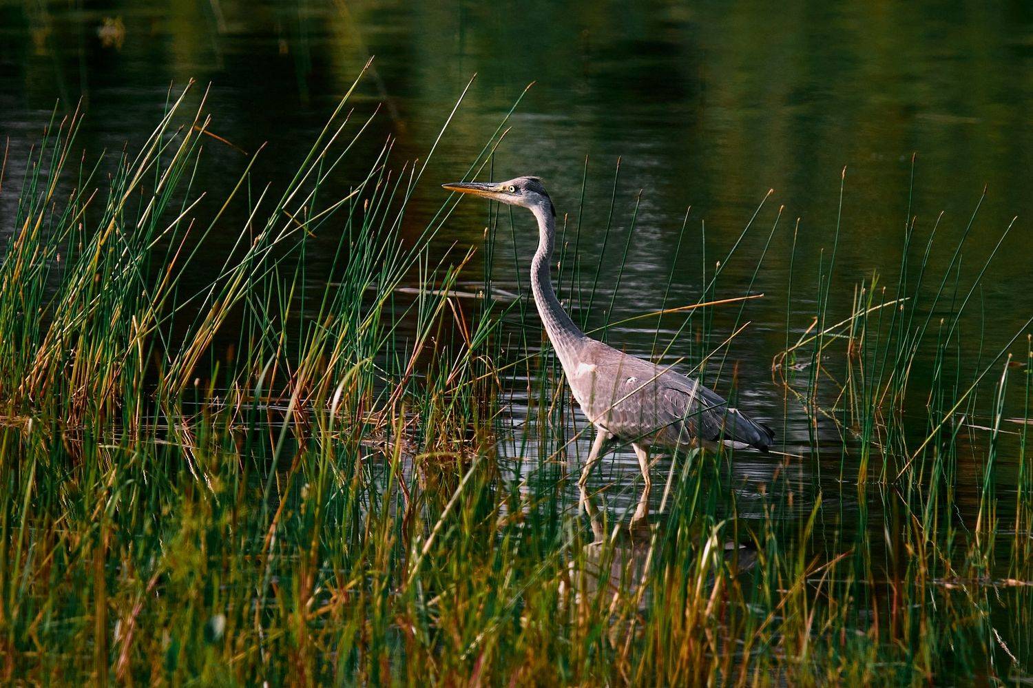 цапля, серая, птица, цапля, на, пруду, Mikhail Khmelevskiy